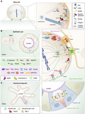 Insights Into Mechanisms of Oriented Division From Studies in 3D Cellular Models